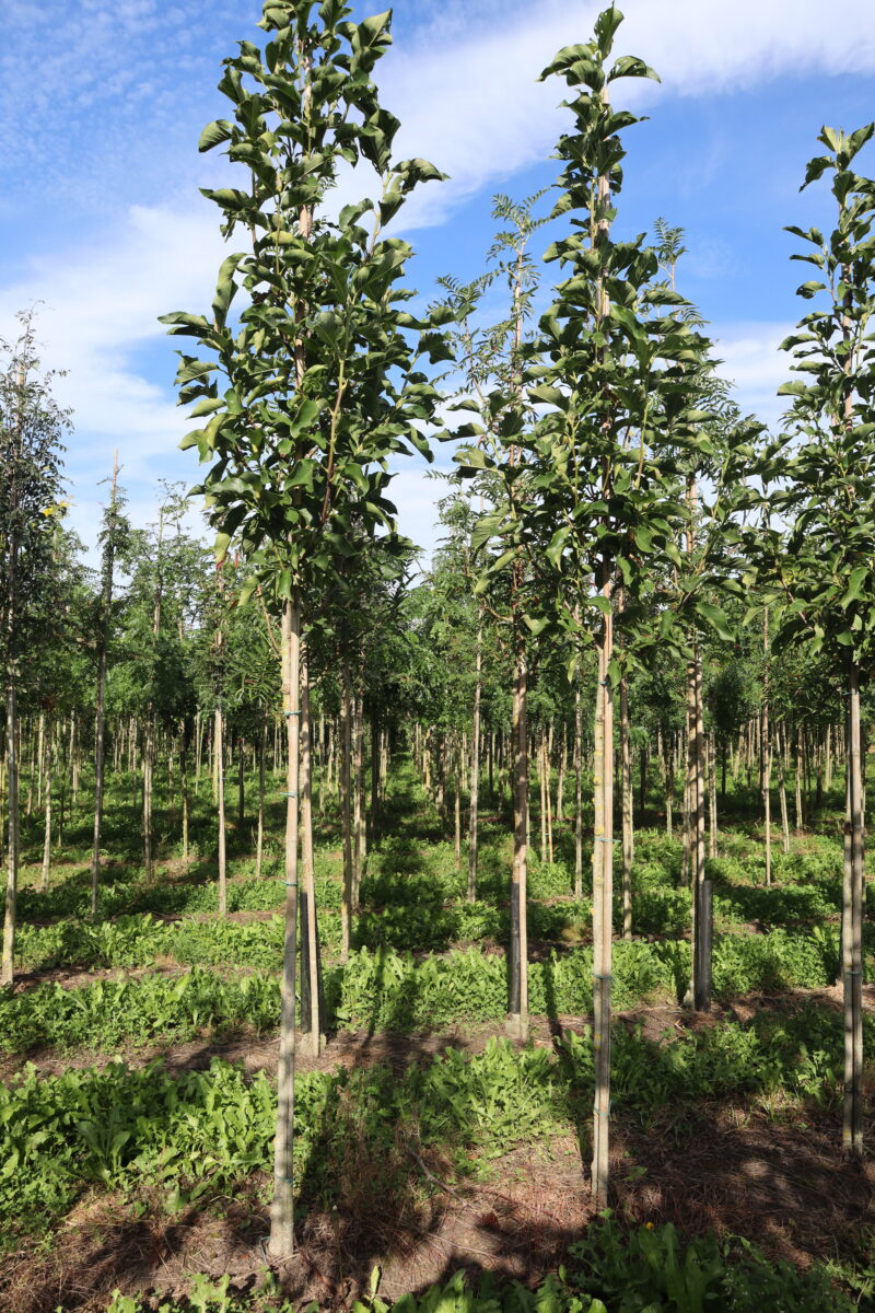 Magnolia Heaven Scent