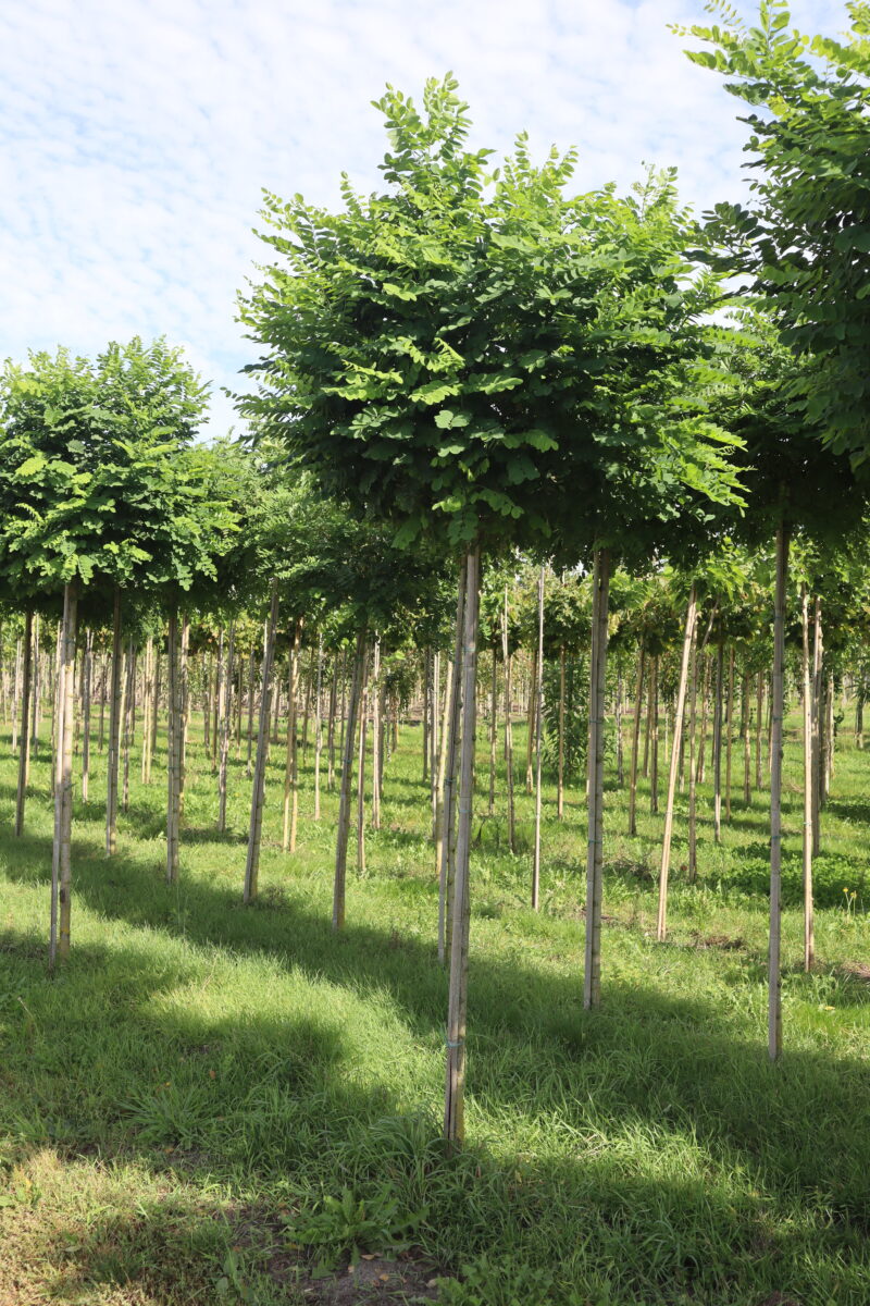 Robinia pseudoacacia 'Umbrafculifera 200 st