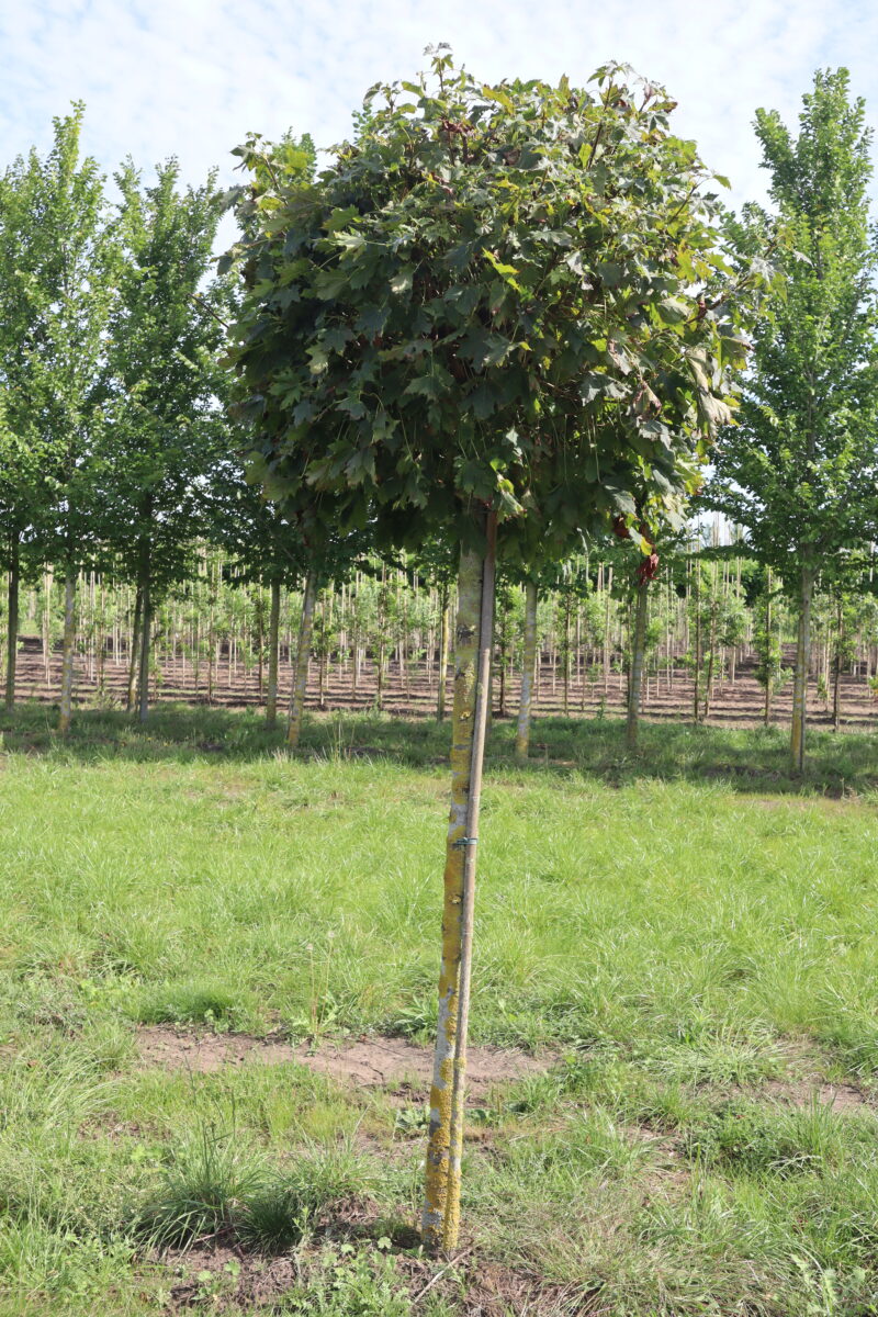 Acer platanoïdes 'Globobosum' (bolvorm)