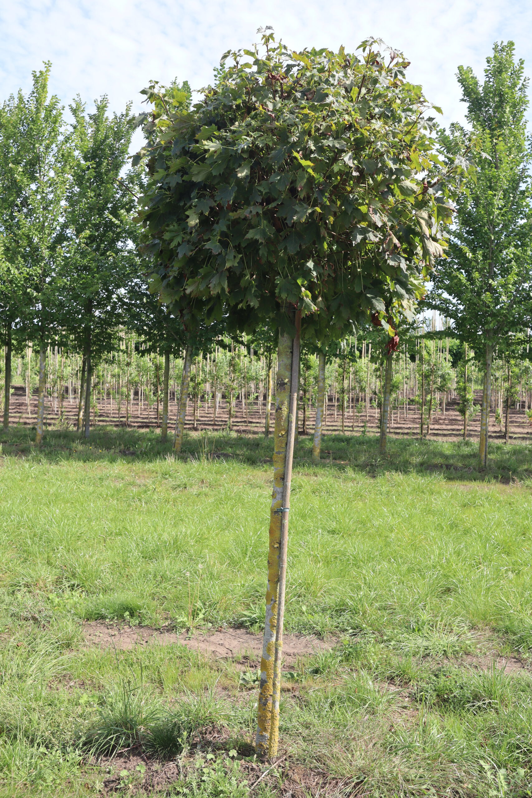 Acer platanoïdes 'Globobosum' (bolvorm)