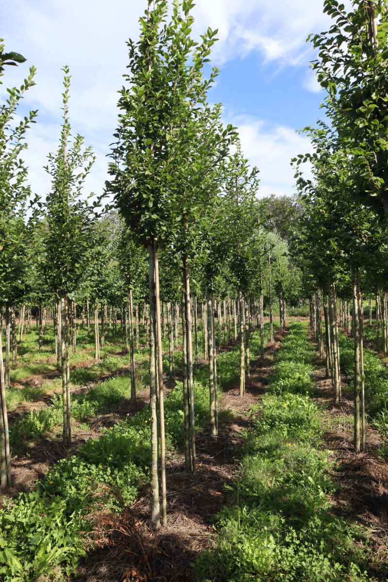Carpinus betulus 'Fastigiata' (zuilvorm)