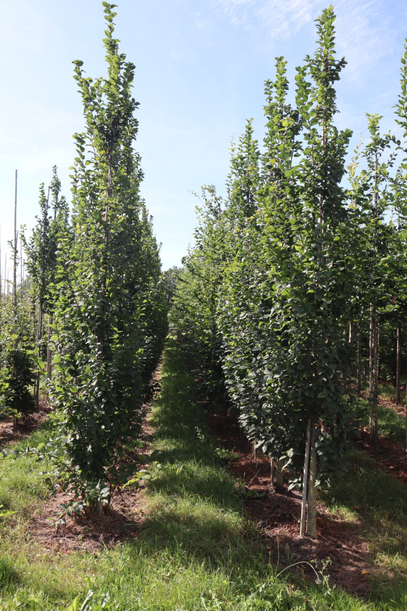 Carpinus betulus 'Frans Fontaine' (zuilvorm)