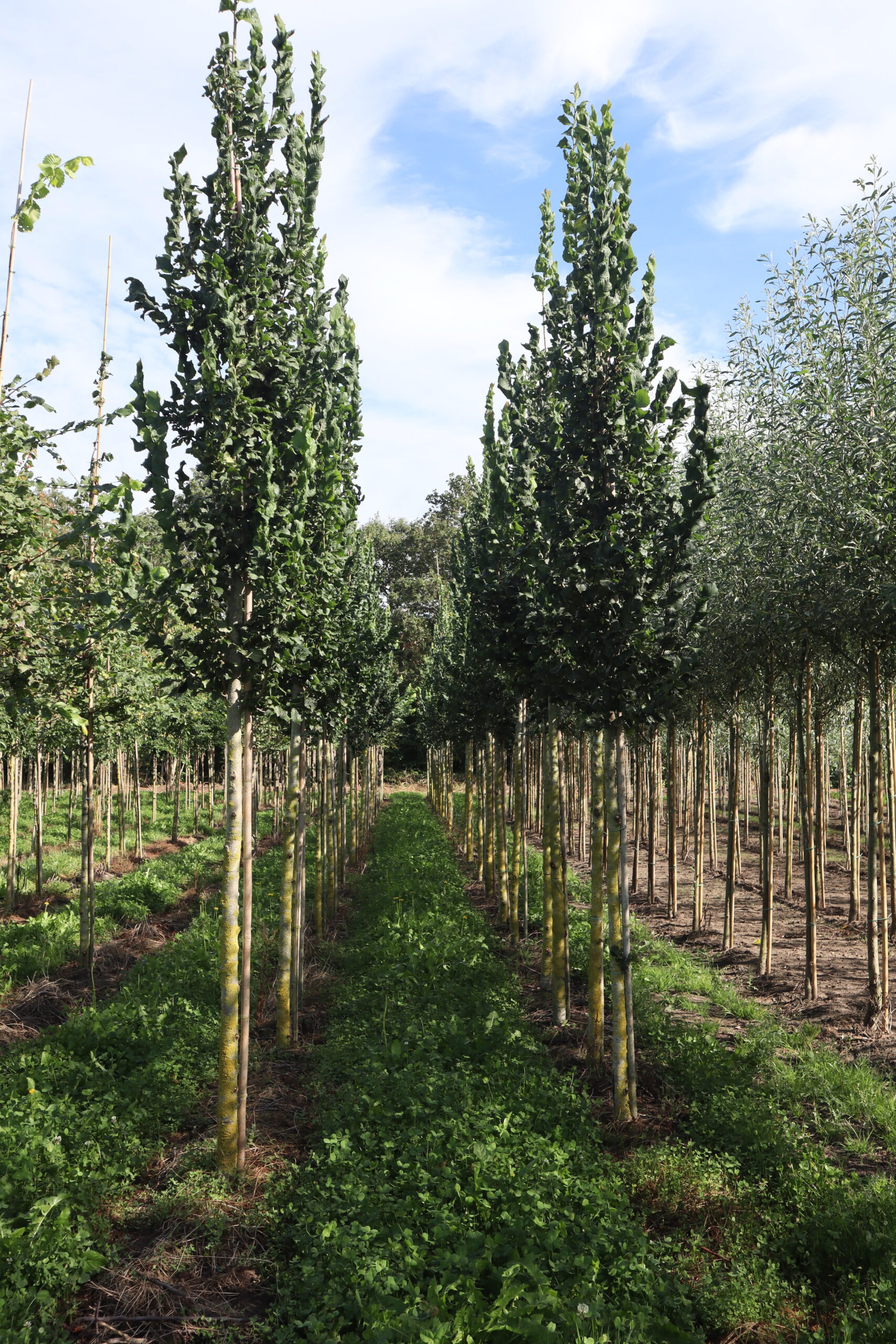 Ulmus 'Columella' (zuilvorm)