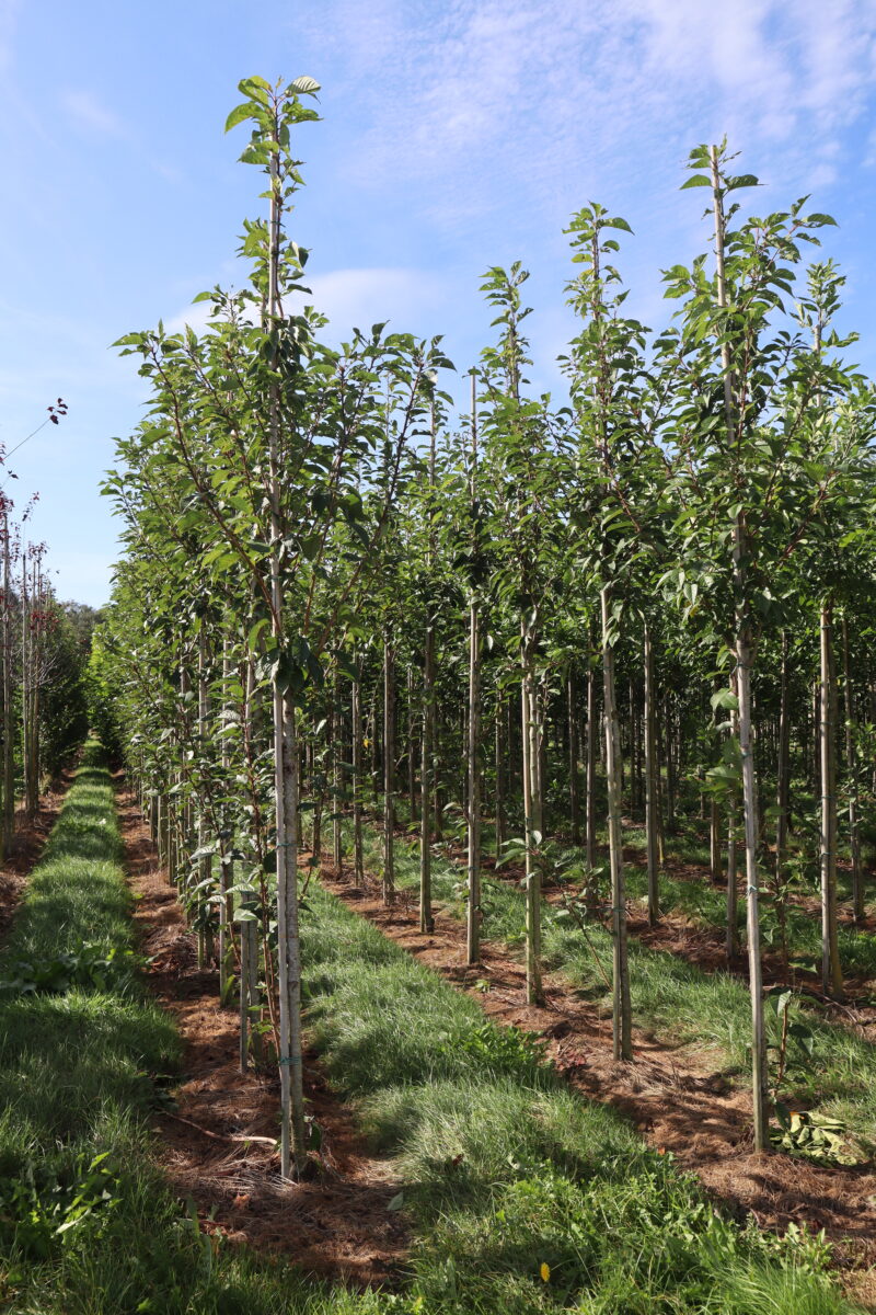 Prunus serrulata 'Kanzan' (sier)