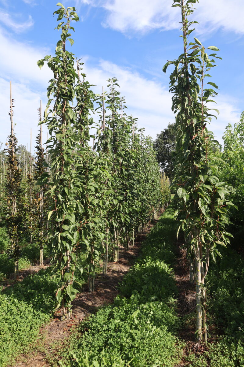 Prunus serrulata 'Amanogawa'(sier-zuil)