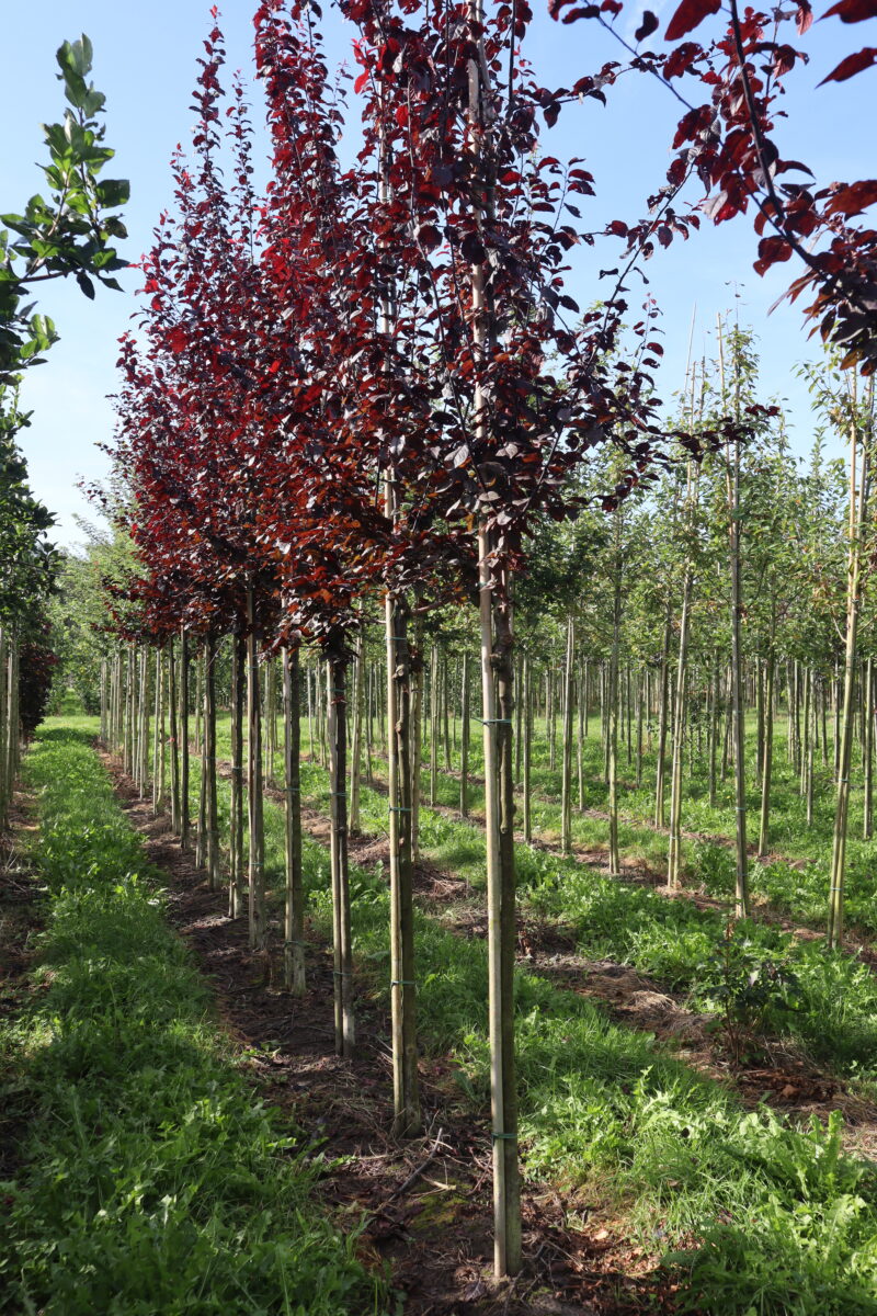 Prunus cerasifera 'Nigra'