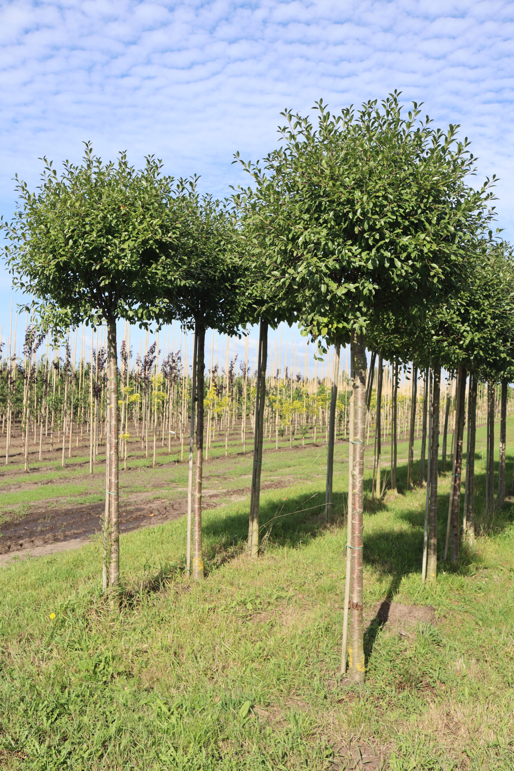 Prunus eminens 'Umbraculifera' (bol)