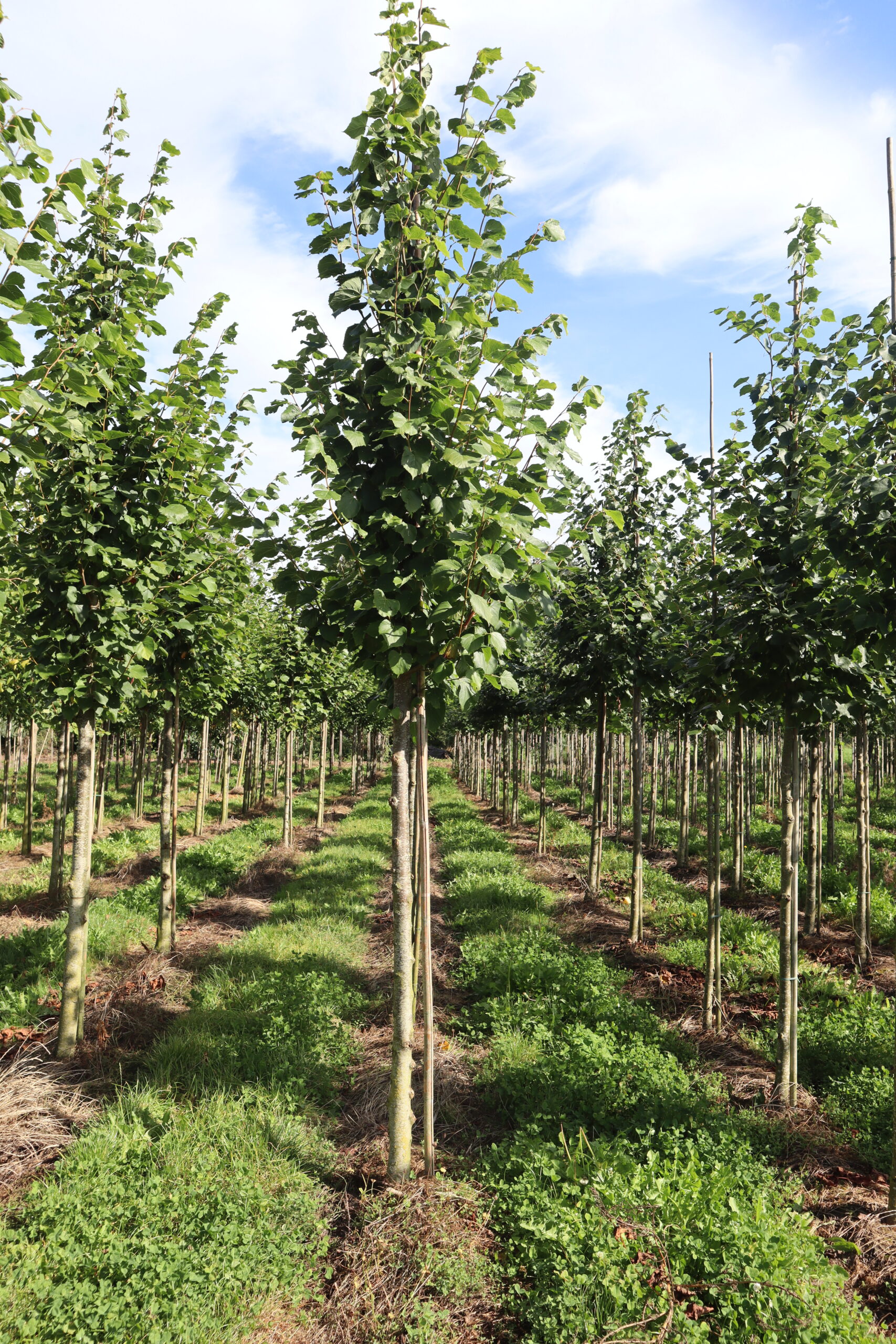 Tilia europaea 'Pallida'