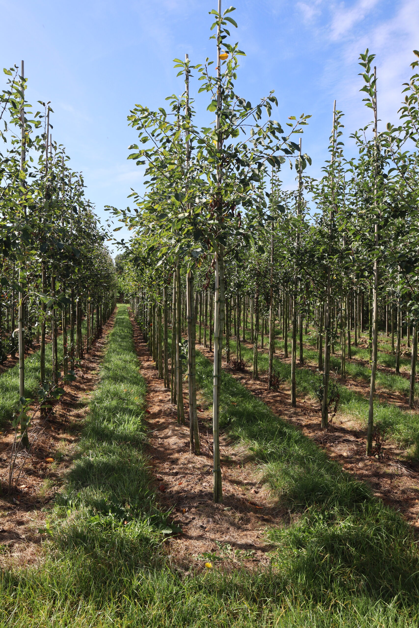 Amelanchier lamarckii
