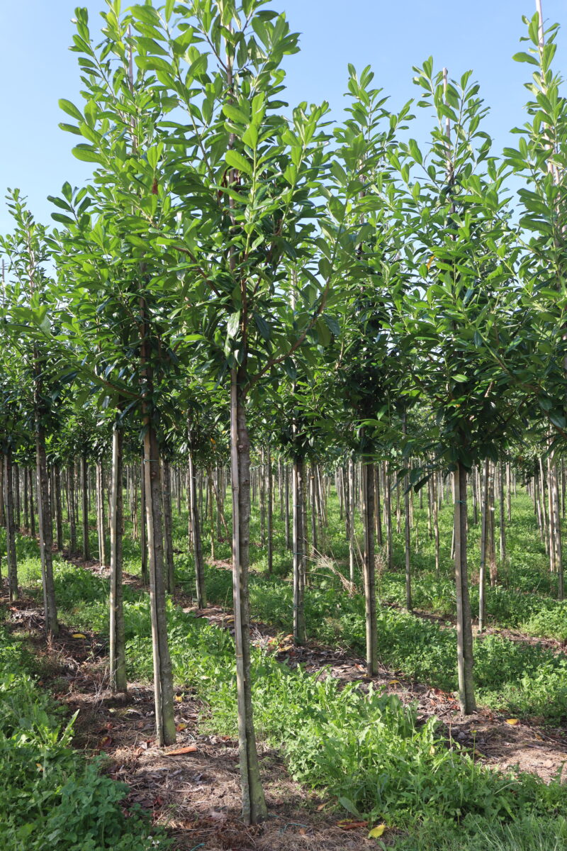 Prunus laurocerasus 'Novita'