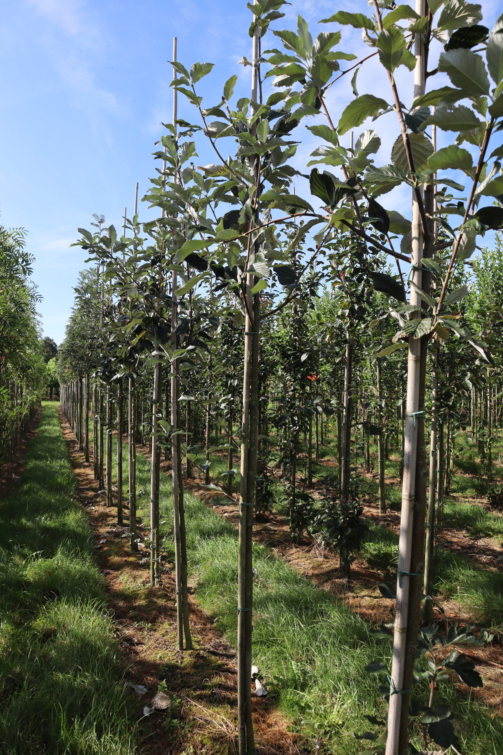 Sorbus aria 'Magnifica'