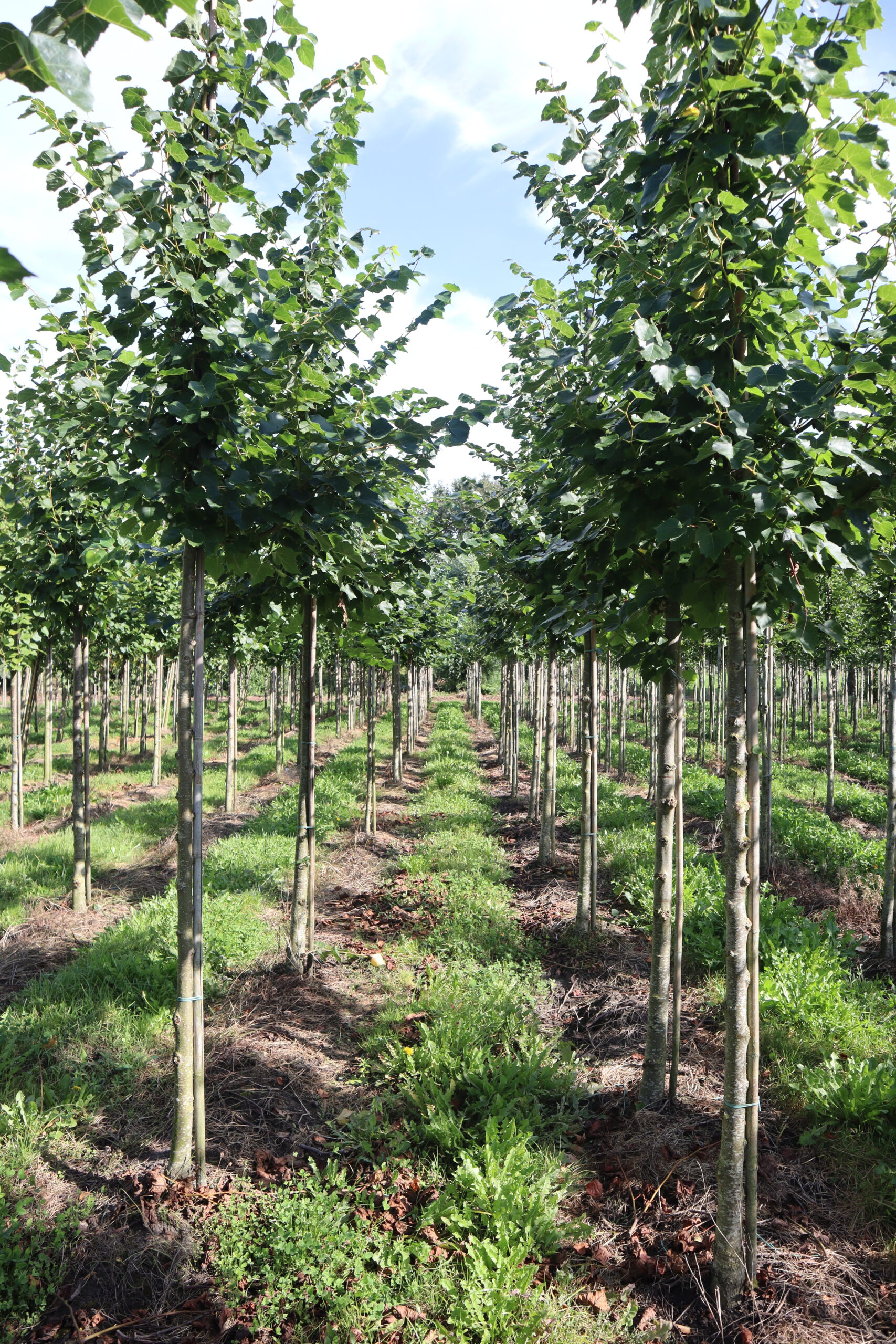 Tilia mongolica Buda