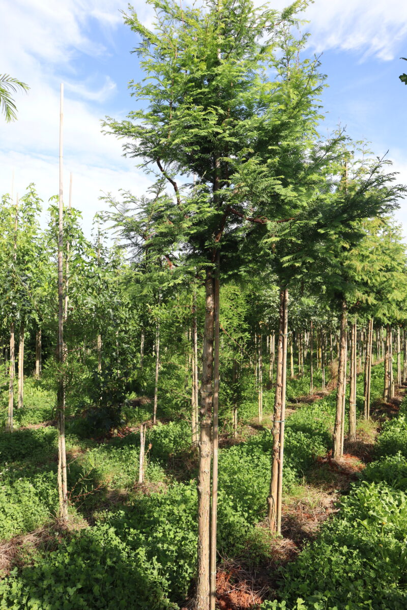 Metasequoia glyptostroboides