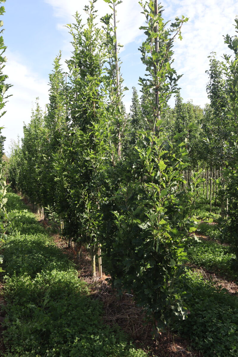 Quercus green Pillar(zuilvorm)