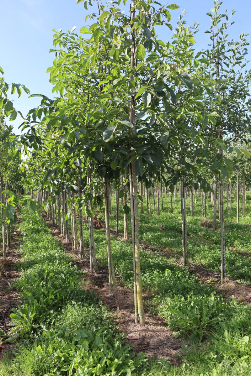 Juglans regia Buccaneer