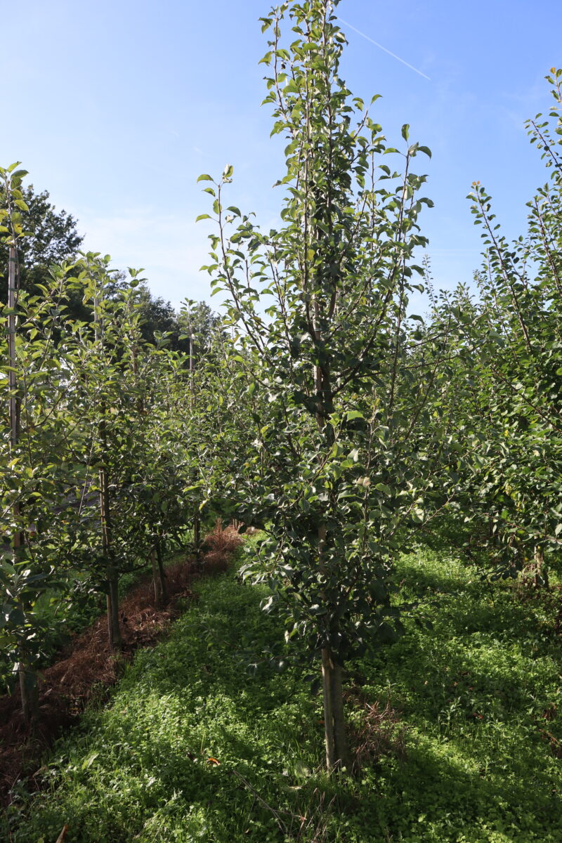 Pyrus communis 'Conference'