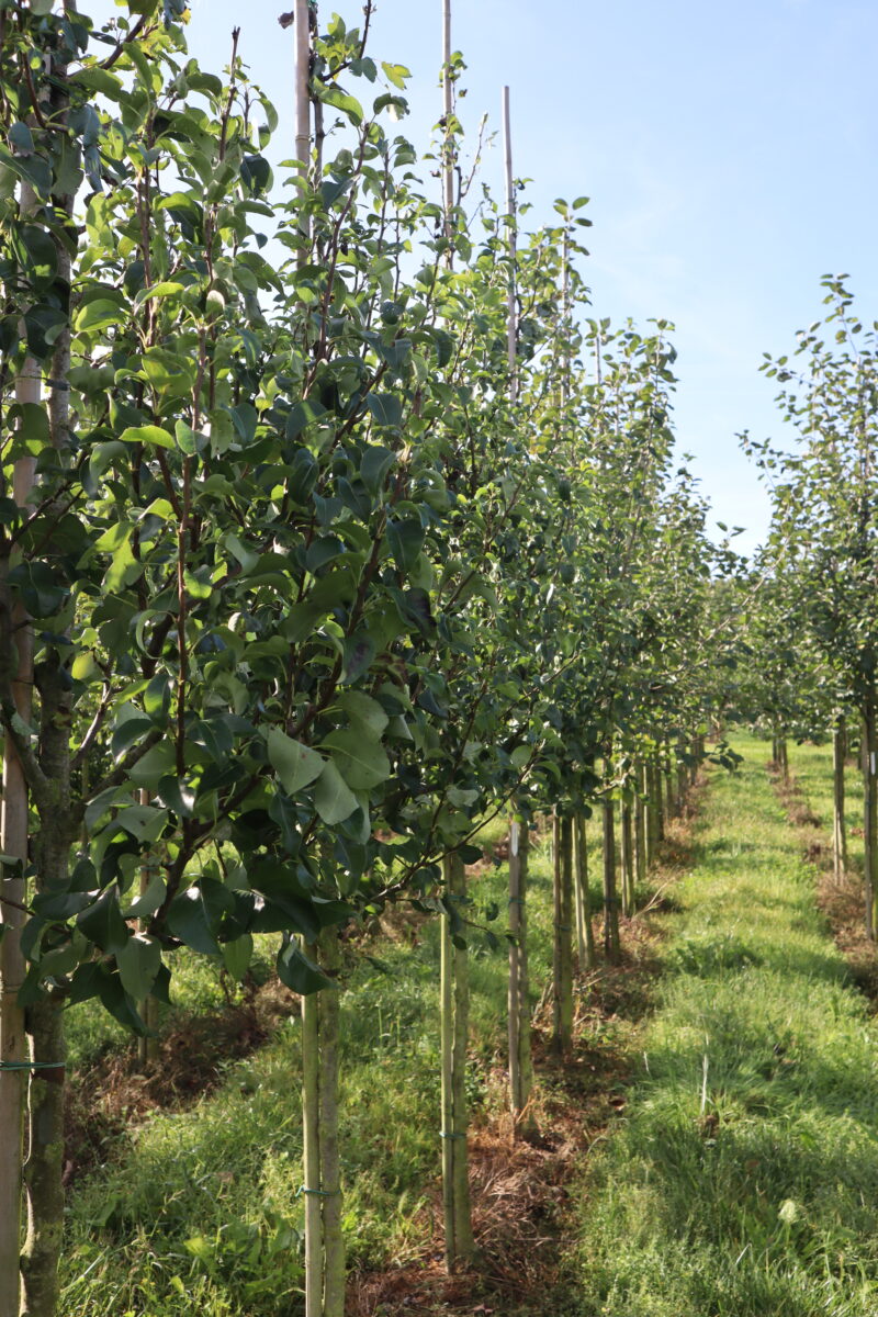 Pyrus communis Conferance (halfstam)
