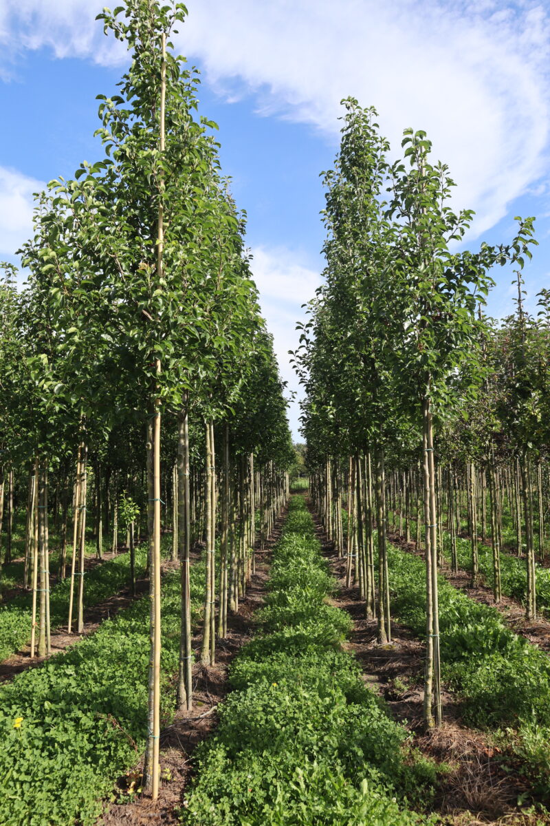 Pyrus calleryana 'Chanticleer' (sier)