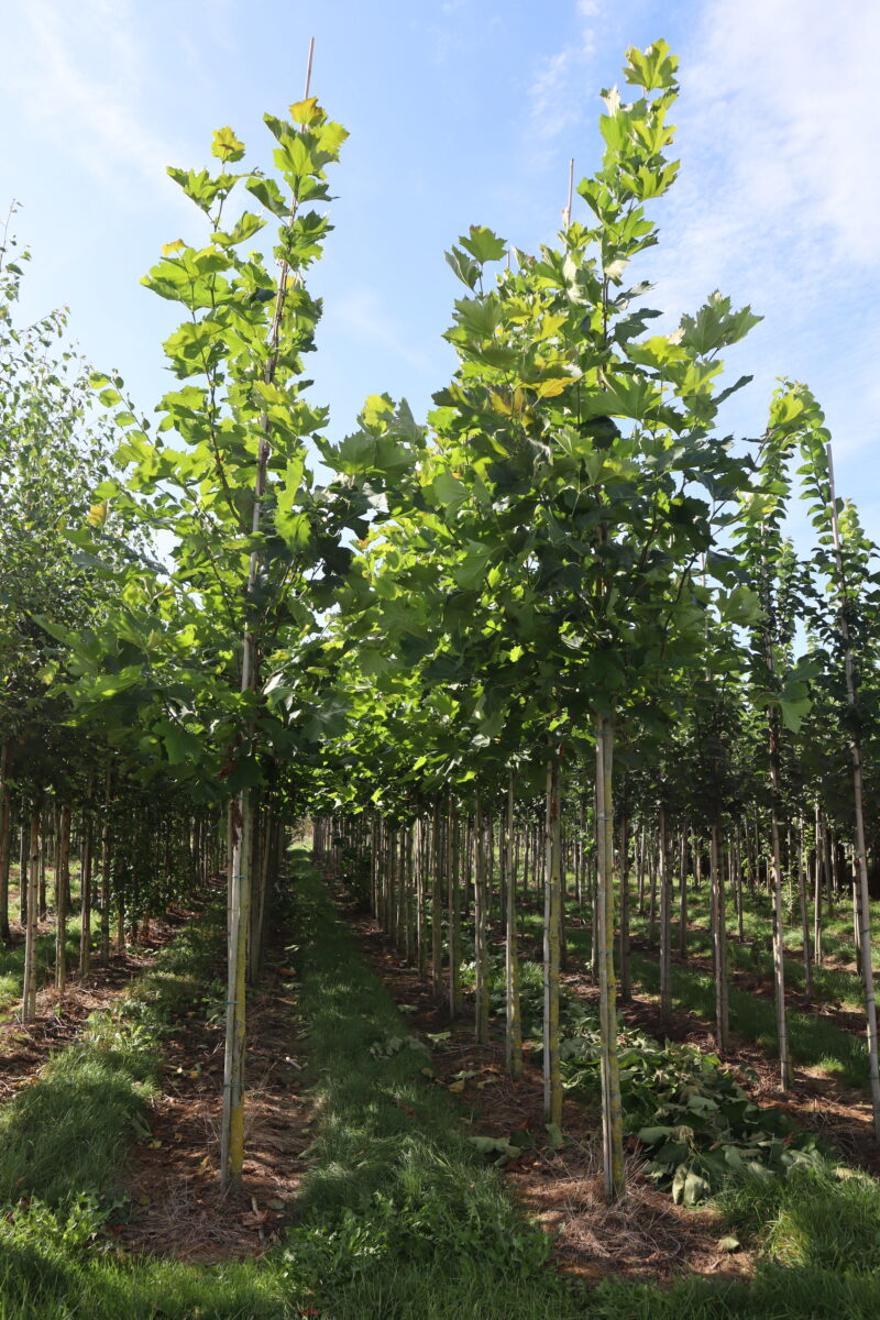 Platanus hispanica (plataan)