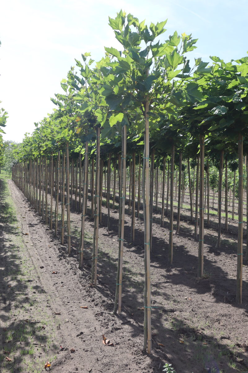 Platanus hispanica 'Alphen's Globe'(bolvorm)