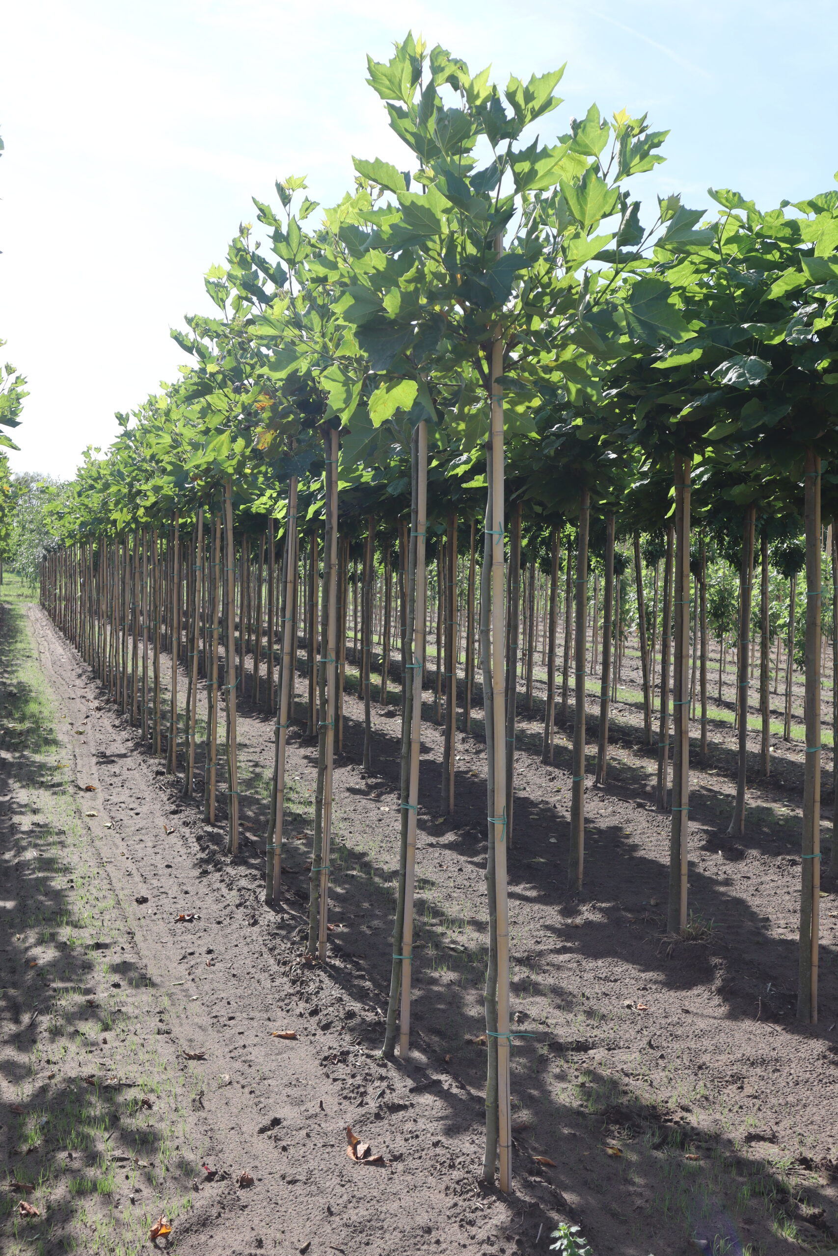 Platanus hispanica 'Alphen's Globe'(bolvorm)