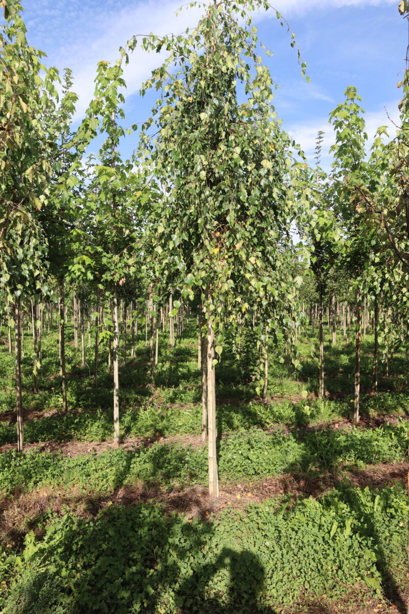 Betula pendula 'Youngii'