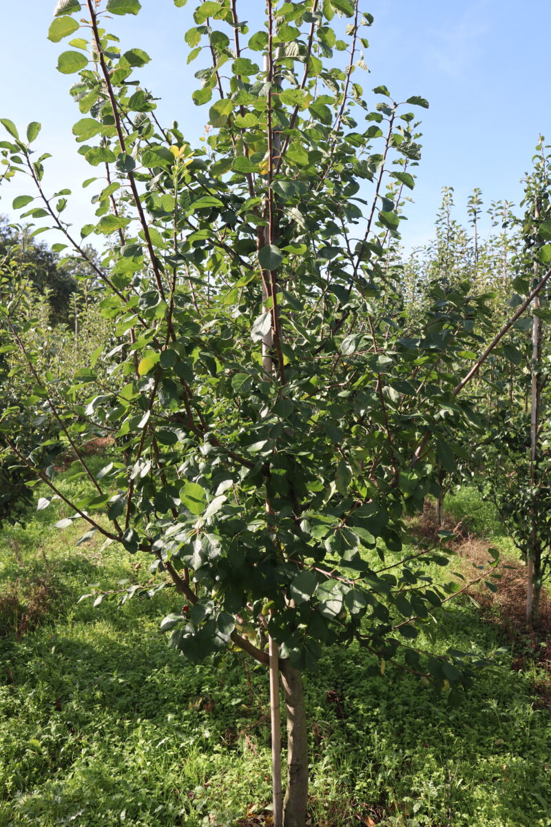 Prunus domestica 'Opal'