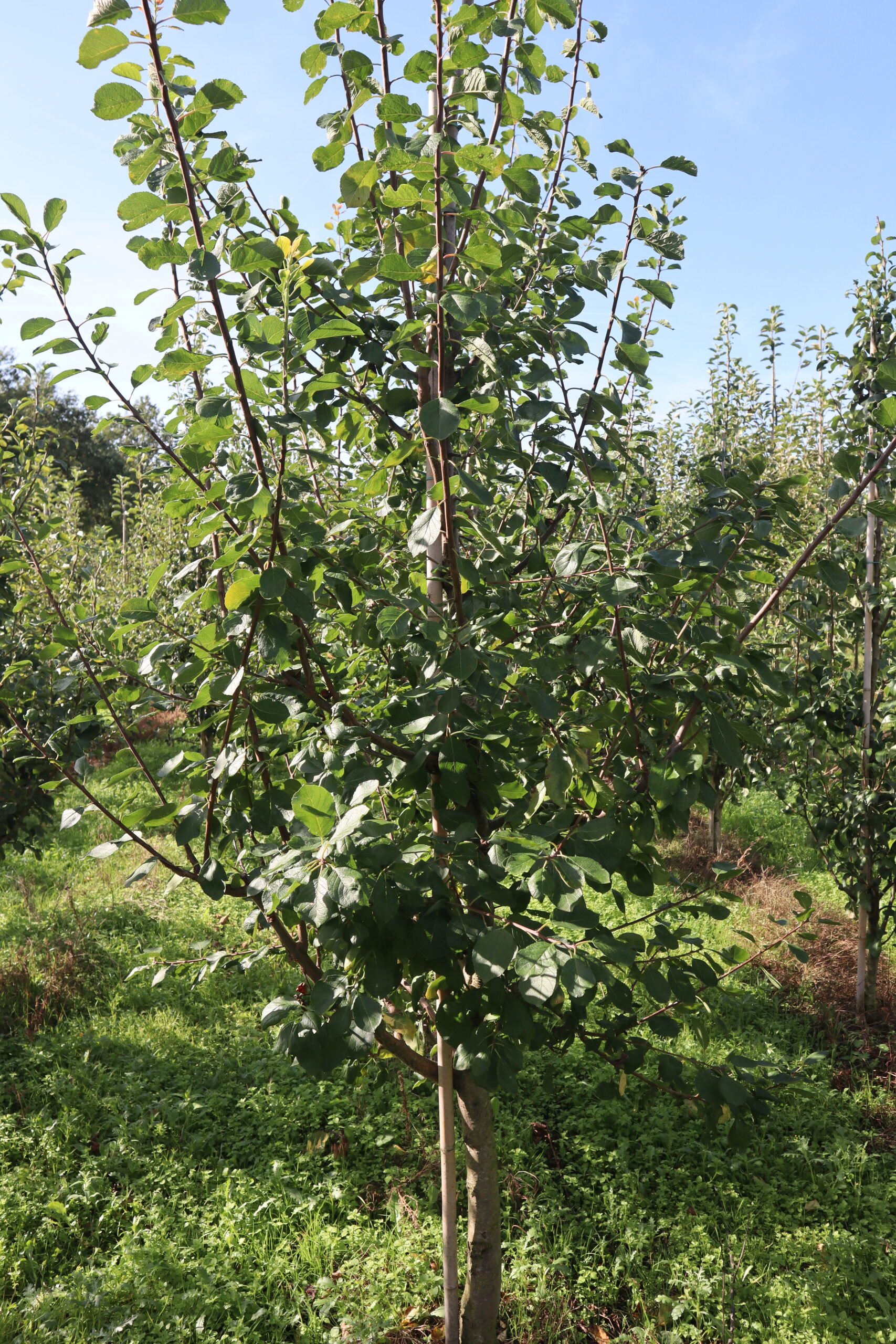 Prunus domestica 'Opal'