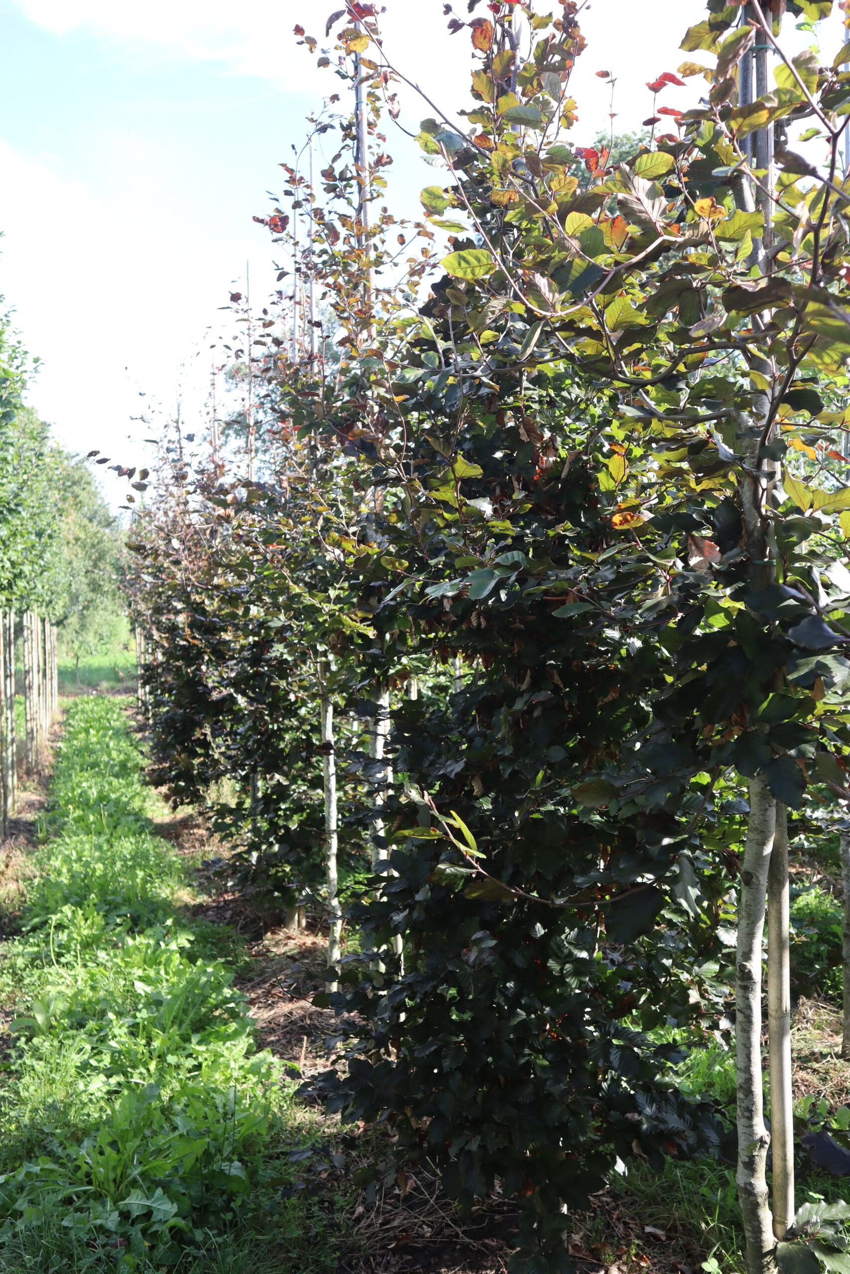 Fagus sylvatica 'Atropunicea'