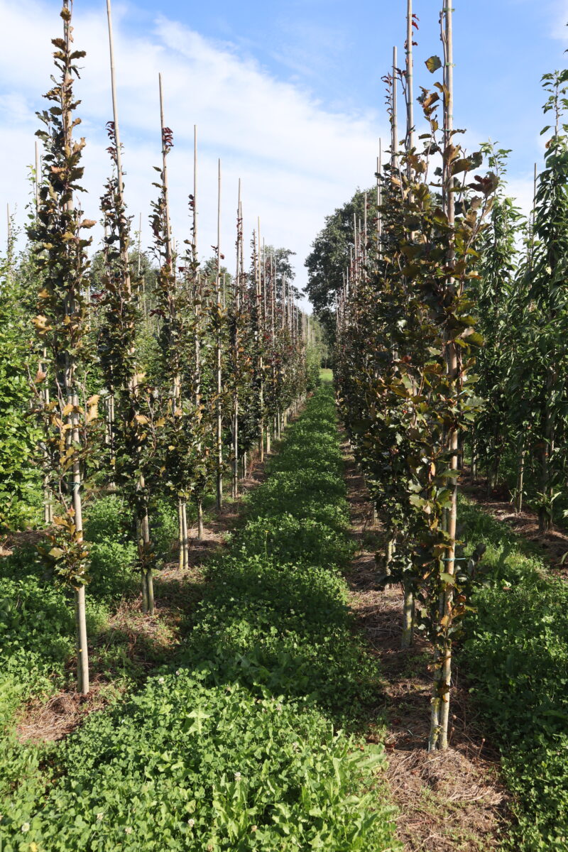 Fagus sylvatica 'Dawyck Purple' (zuilvorm)