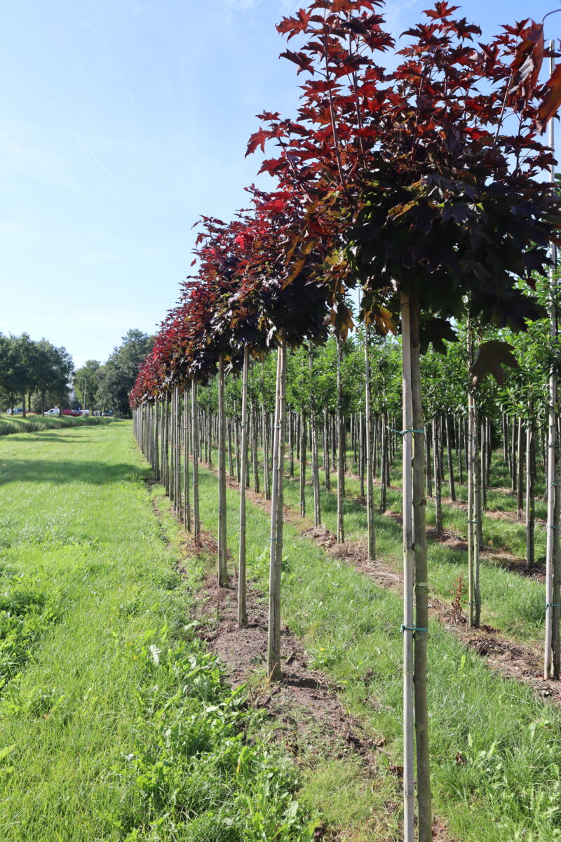 Acer platanoïdes 'Crimson Sentry' (bolvorm)