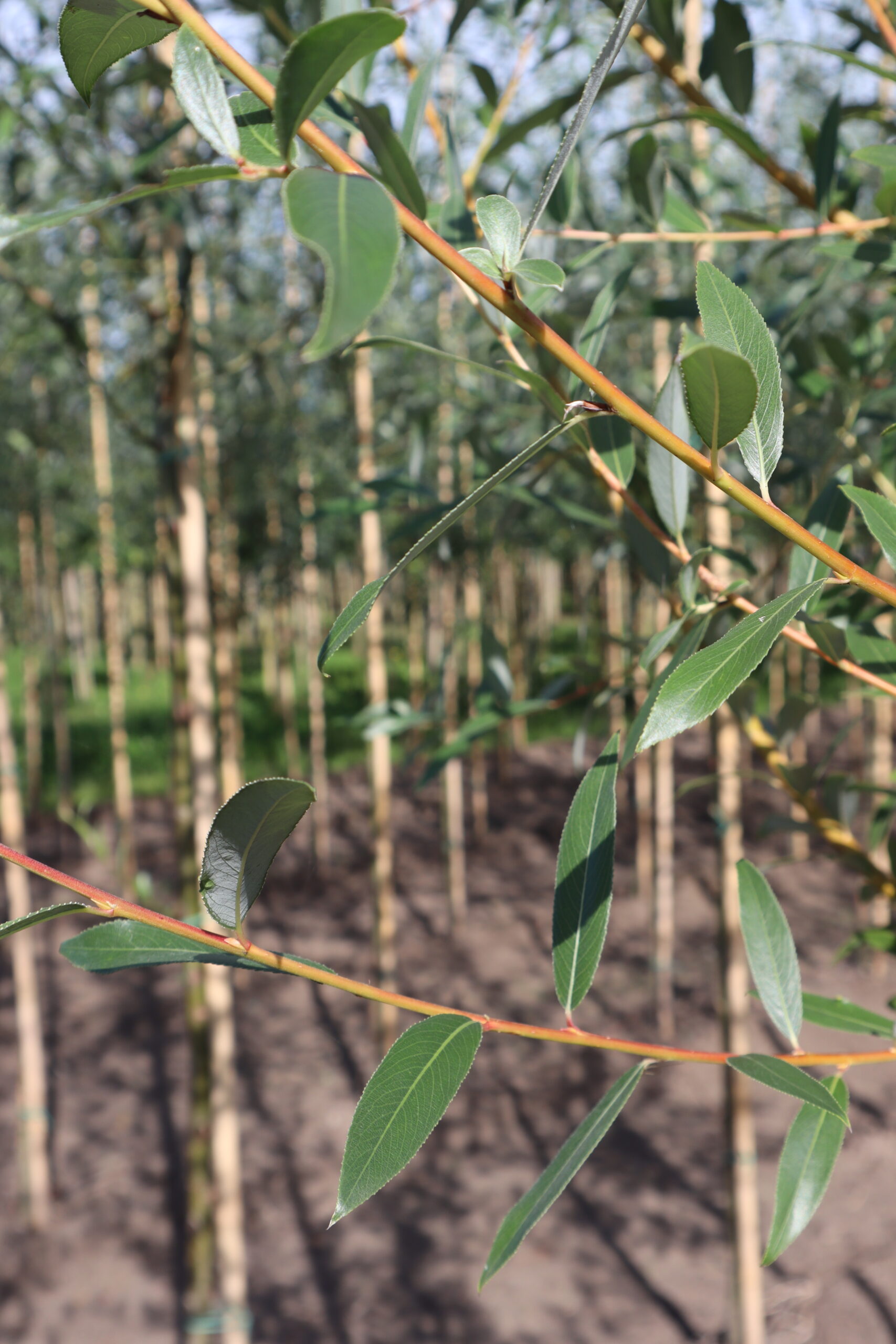 Salix alba 'Chermesina' (knot)