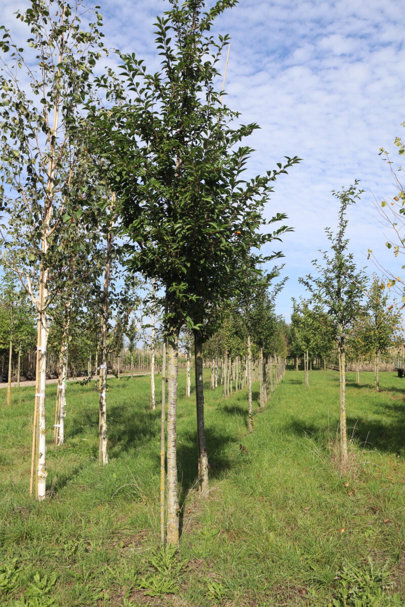 Prunus 'Umineko' (sier)