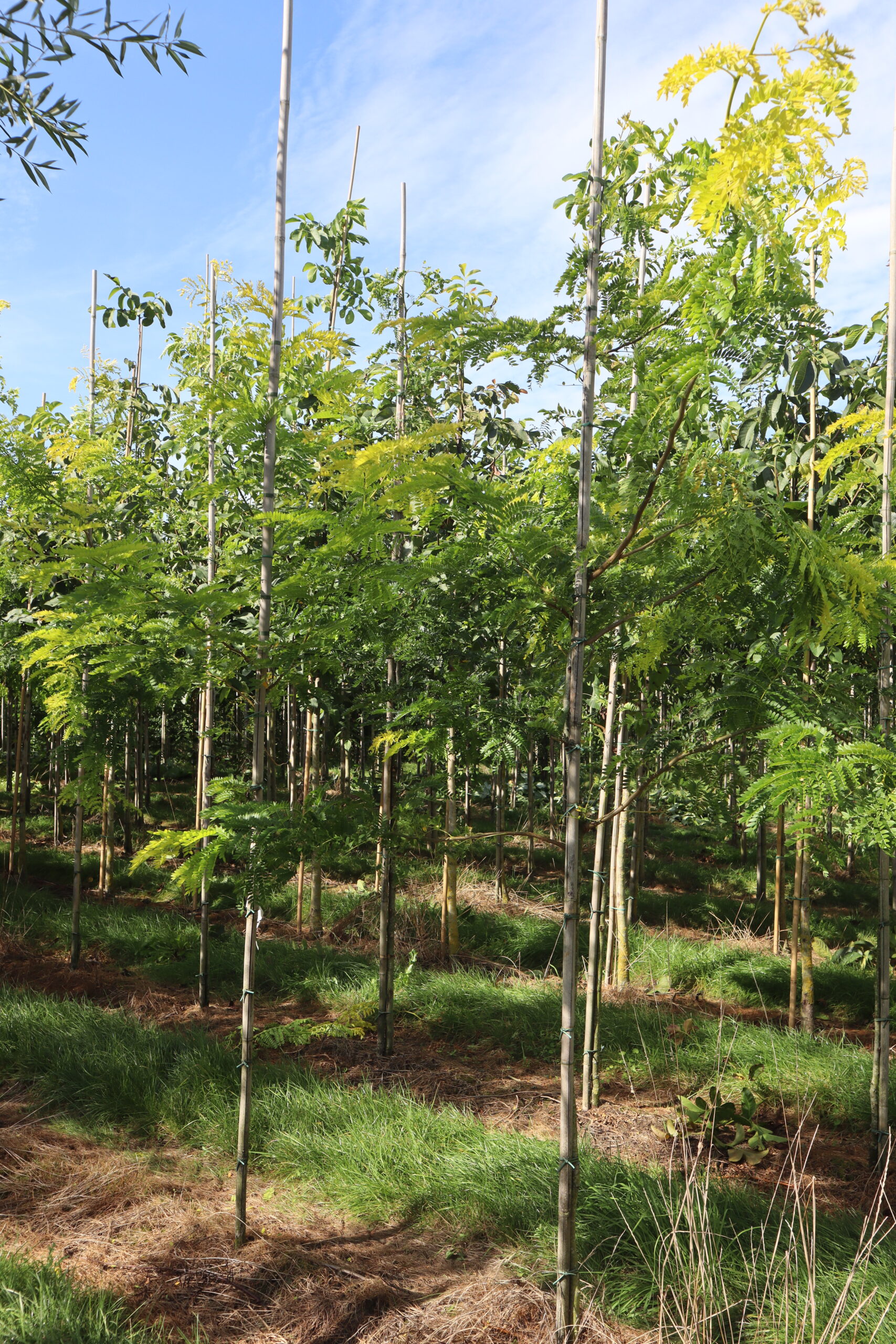 Salix sepucralis 'Chrysocoma'