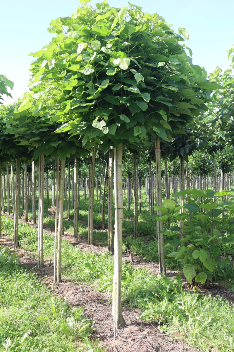 Catalpa bignoniodes 'Nana'