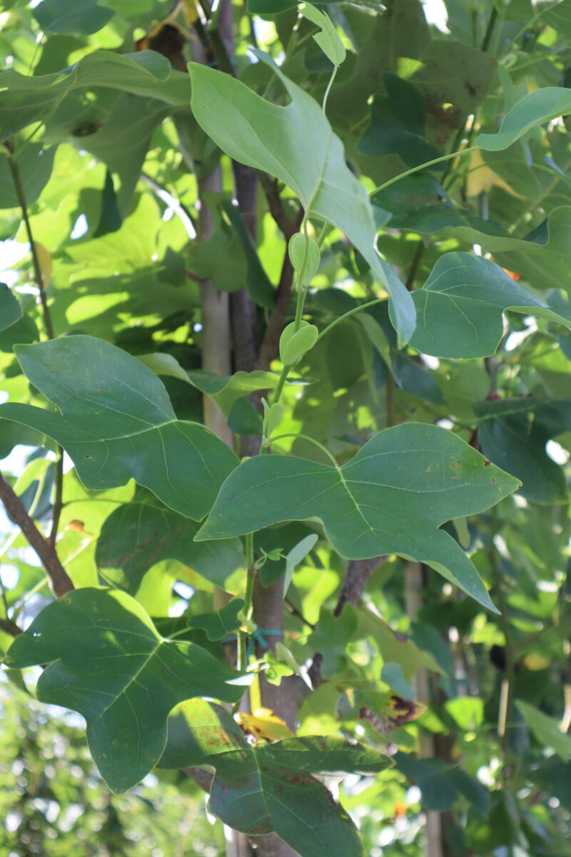 Liriodendron tulipifera