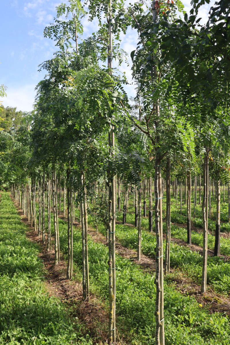 Gleditsia triacanthos 'Skyline'
