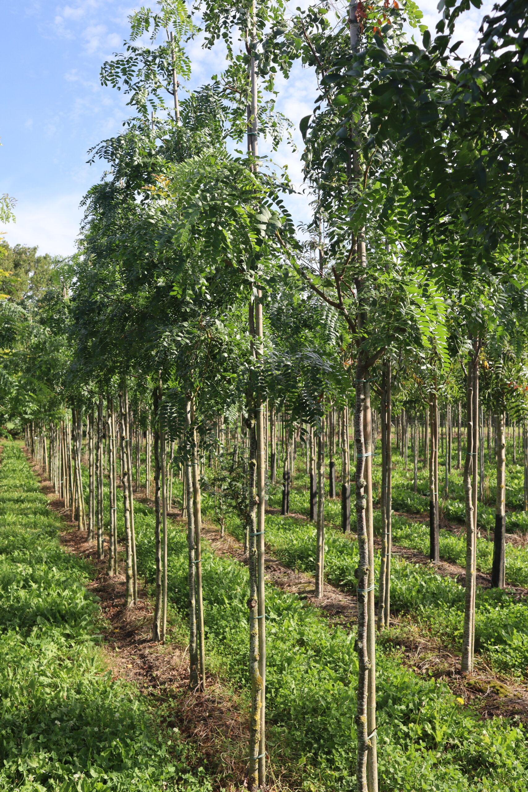 Gleditsia triacanthos 'Skyline'