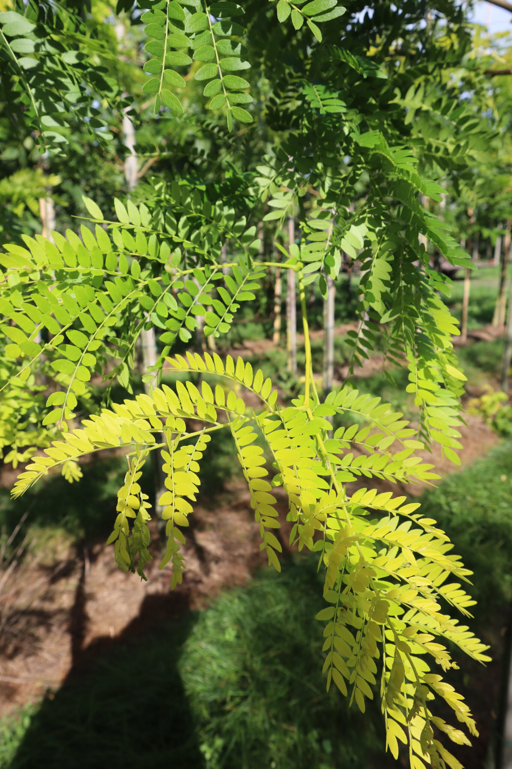Gleditsia triacanthos 'Sunburst'