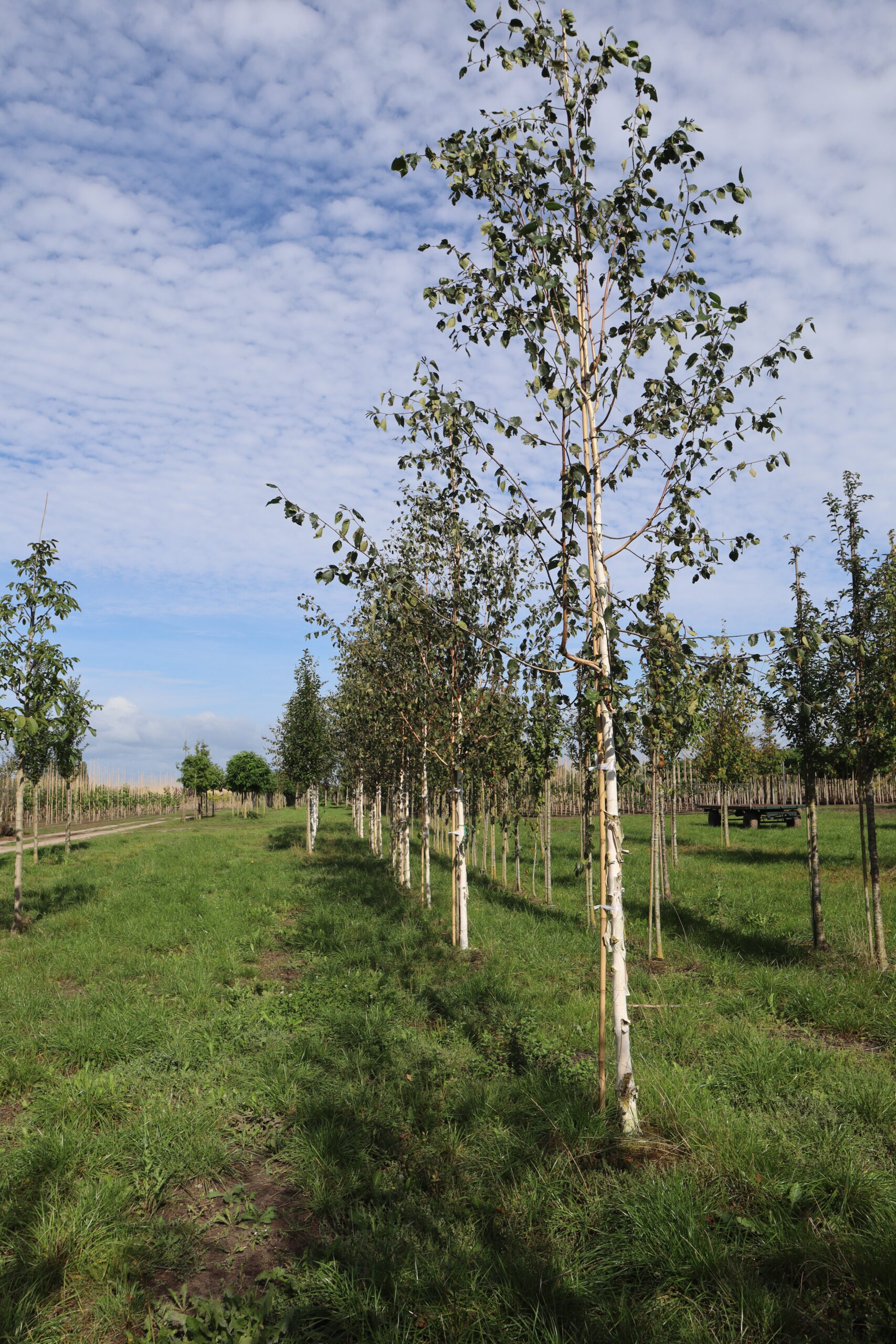 Betula utilis 'Doorenbos'