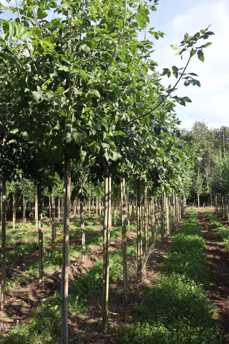 Fraxinus pennsylvanica
