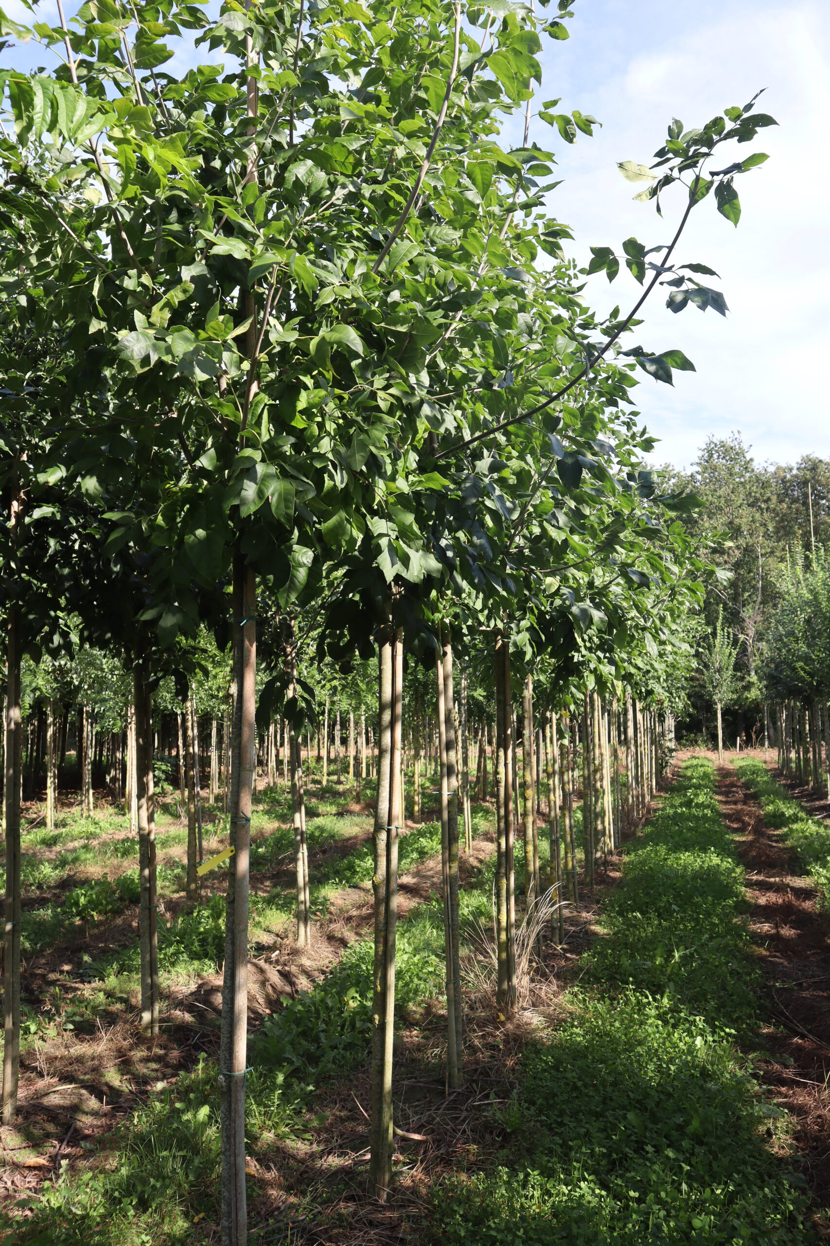 Fraxinus pennsylvanica
