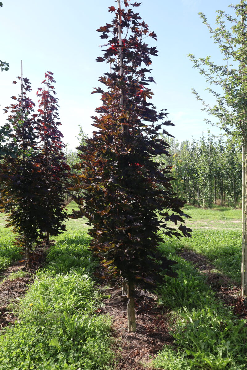 Acer platanoïdes 'Crimson Sentry' (zuilvorm)
