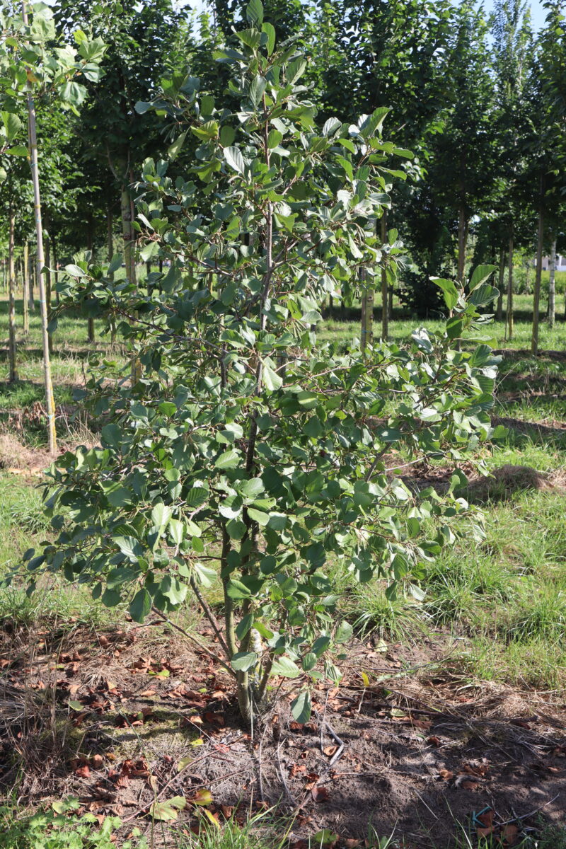 Alnus glutionosa (meerstam)